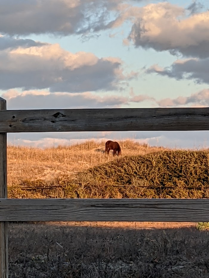 Wild horse grazing at sunset viewed through fence