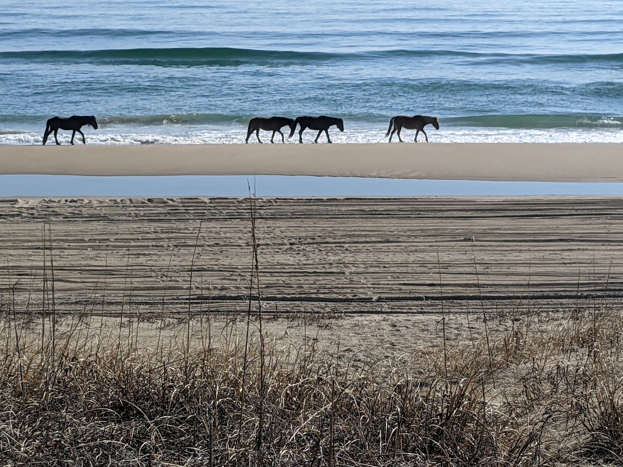 Wild horses walking along the shoreline