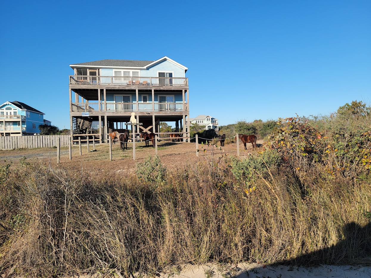 Wild horses near beach houses in Carova