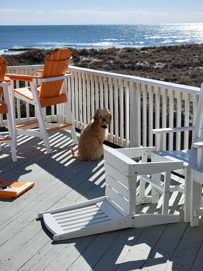 Dog relaxing on beach house deck