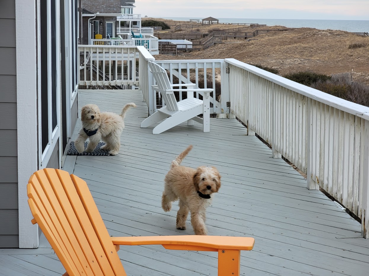 Dogs on beach house deck at sunset