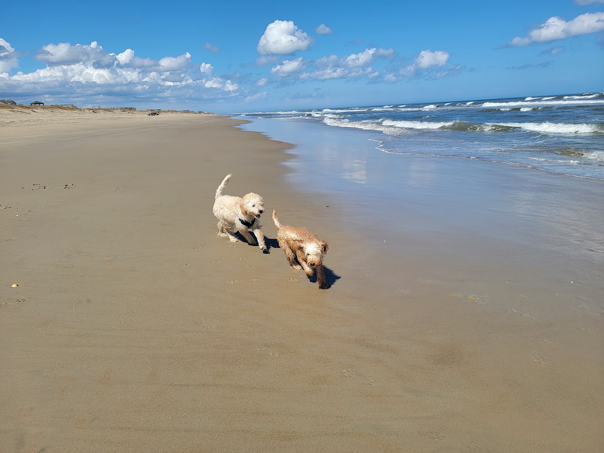 Dogs running on Carova beach